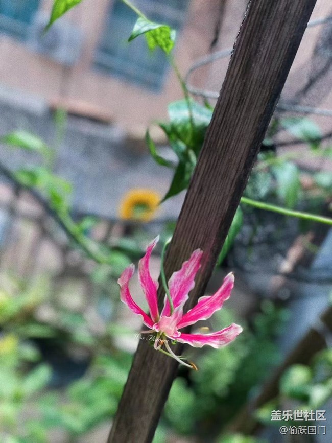 #我喜欢的摄影模式——拍拍花