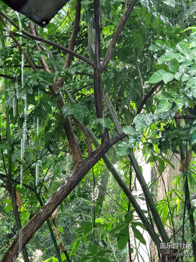 【会说话的照片】哗啦啦的雨声