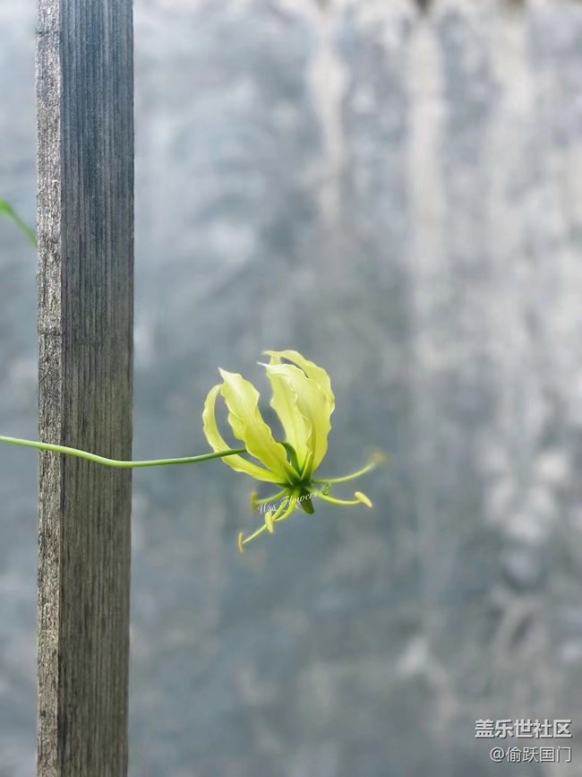 #我喜欢的摄影模式——拍拍花