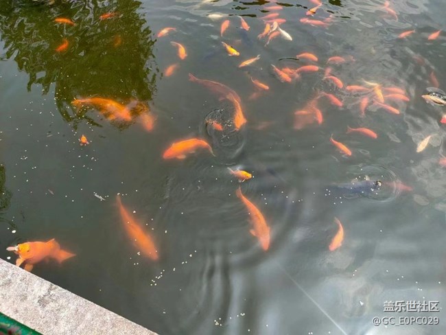 【寻一份美好】花港看鱼