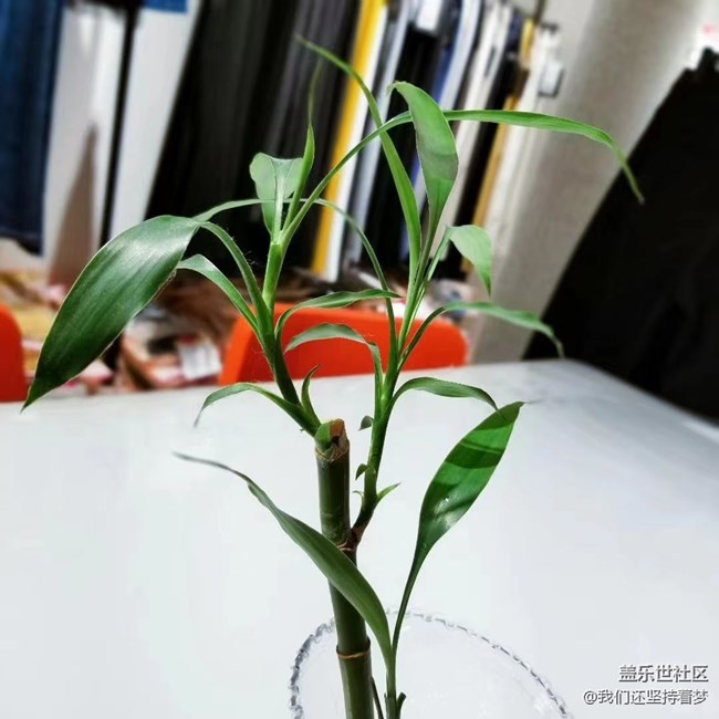 #我喜欢的摄影模式——近距离拍