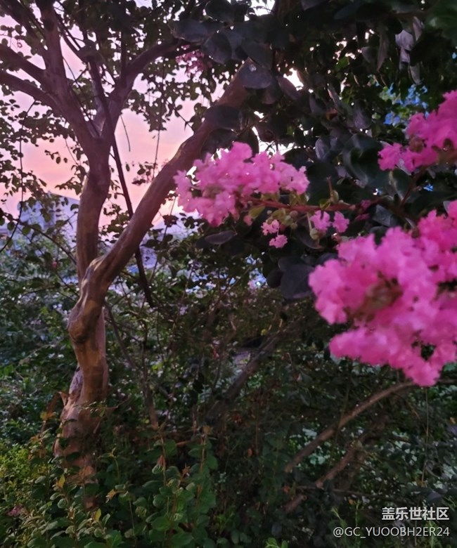 【那年初秋】花还开