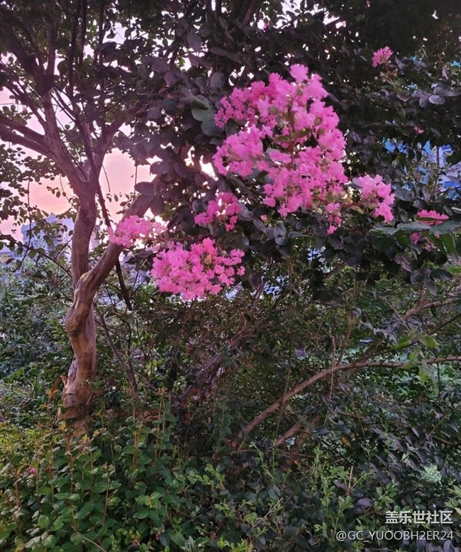 【那年初秋】花还开