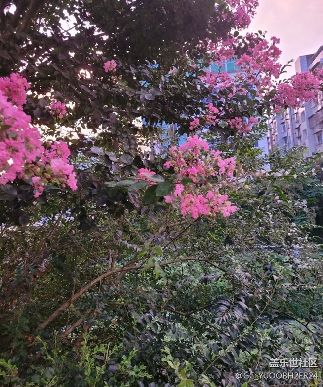 【那年初秋】花还开