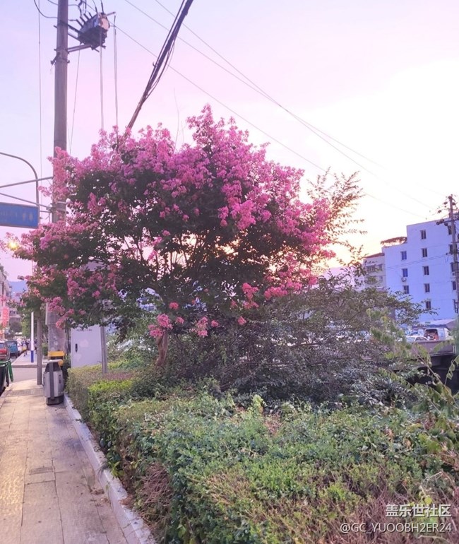 【那年初秋】花还开