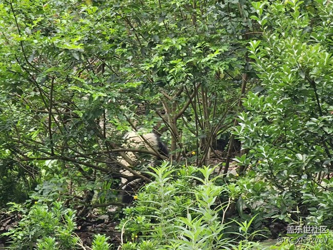 线下摄影活动回顾贴 - 熊猫基地拍“大猫”