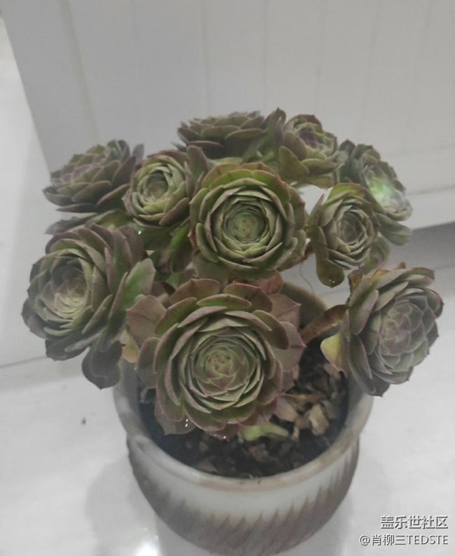 #我喜欢的摄影模式——近景