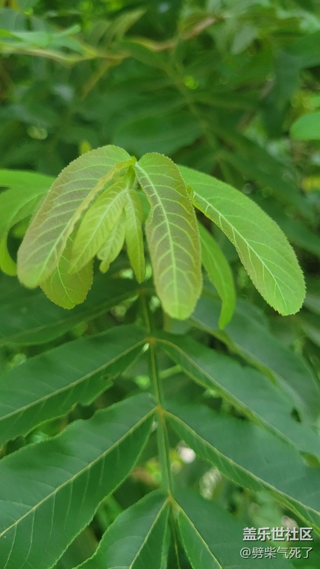 #我喜欢的摄影模式——微距拍摄