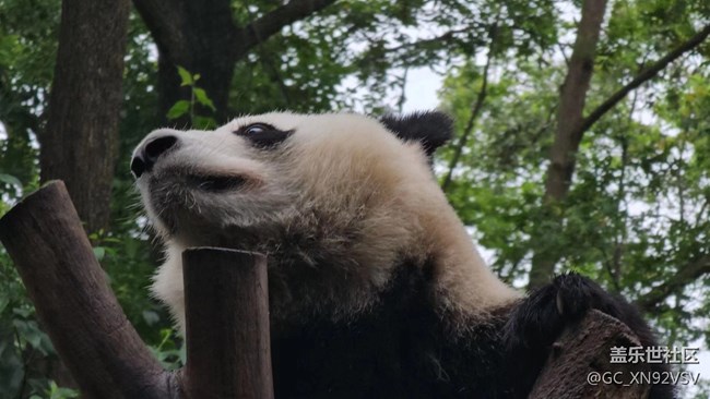 线下摄影活动回顾贴 - 熊猫基地拍“大猫”
