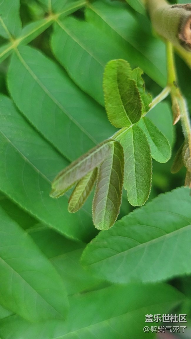 #我喜欢的摄影模式——微距拍摄