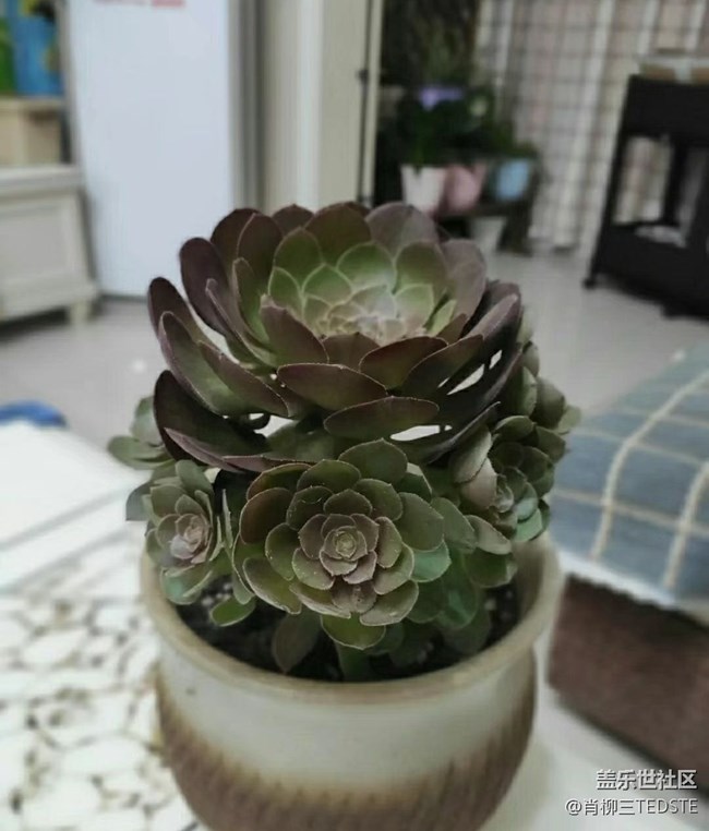 #我喜欢的摄影模式——近景