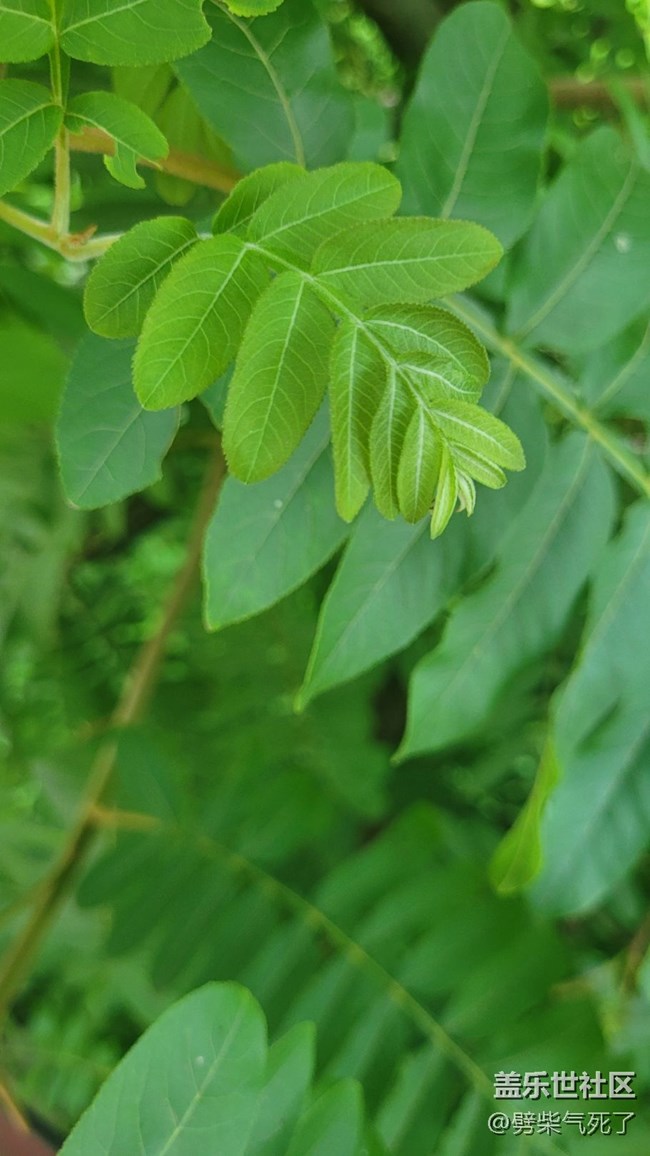 #我喜欢的摄影模式——微距拍摄