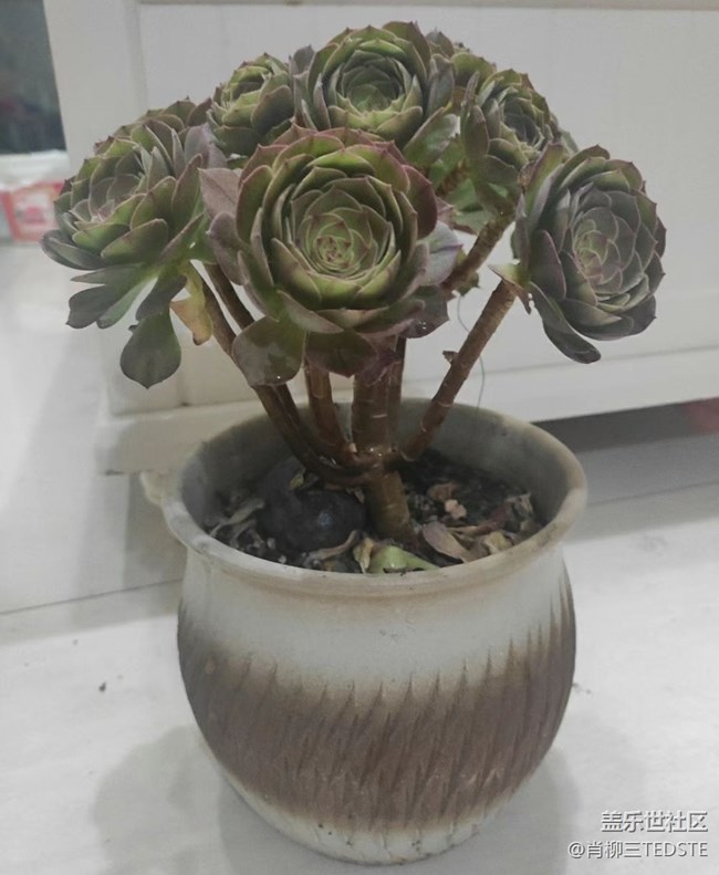#我喜欢的摄影模式——近景