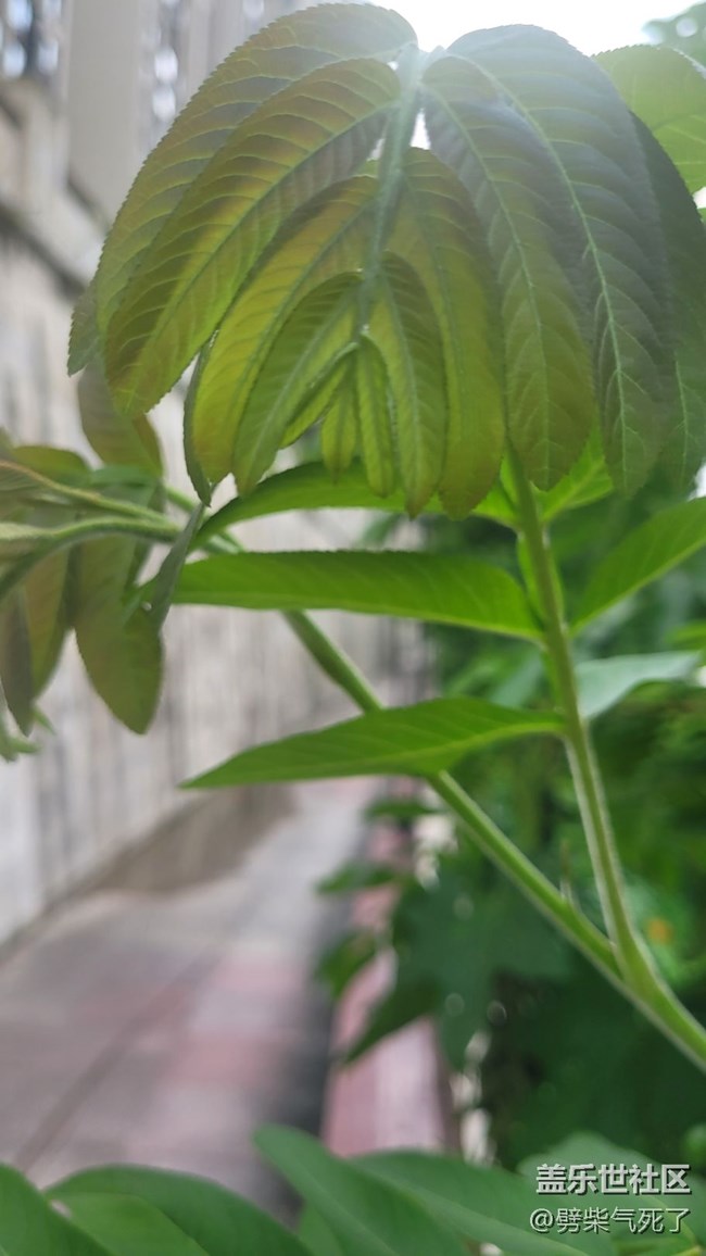 #我喜欢的摄影模式——微距拍摄