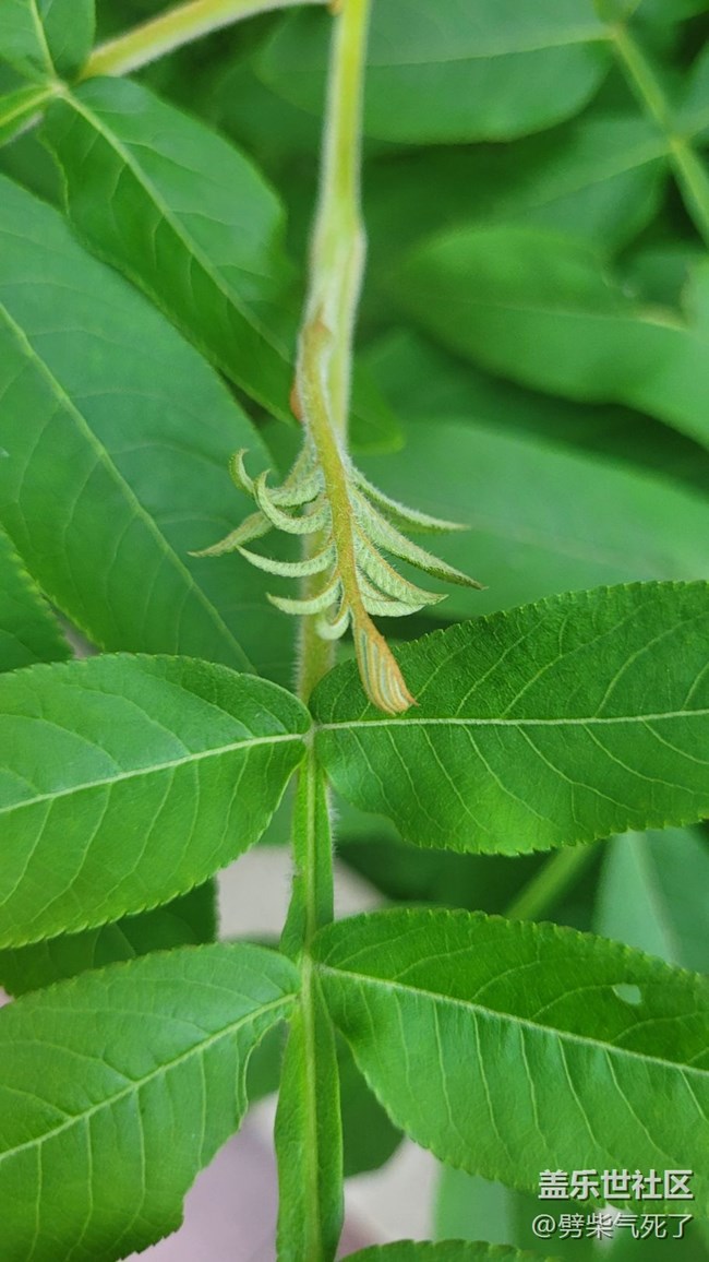 #我喜欢的摄影模式——微距拍摄