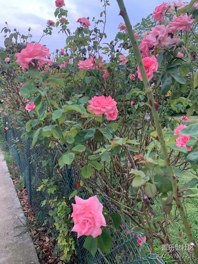 【捕捉夏日美好】夏日风景