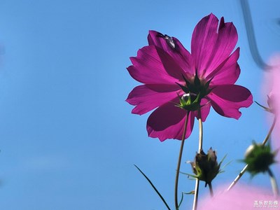 【最美初秋】那些花儿