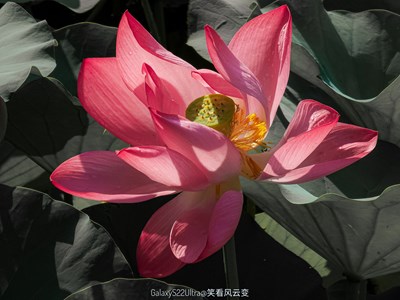 【光影之间】+ 秋荷