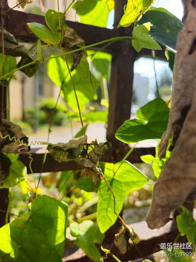 S23u 实时网速显示