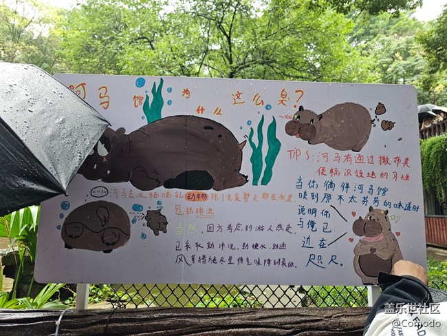 【重庆动物园】打卡大熊猫