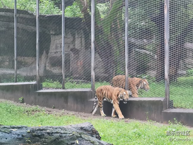 【重庆动物园】打卡大熊猫