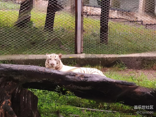 【重庆动物园】打卡大熊猫
