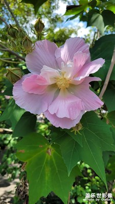 【双节小长假】木芙蓉