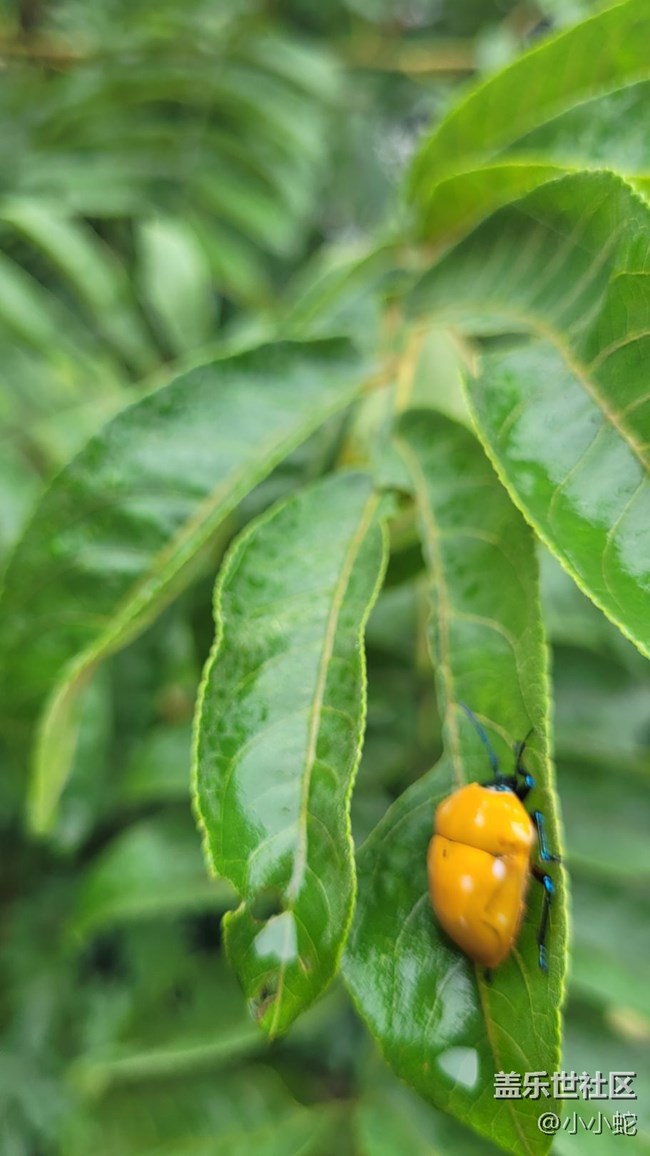 #微距下的小细节——甲虫