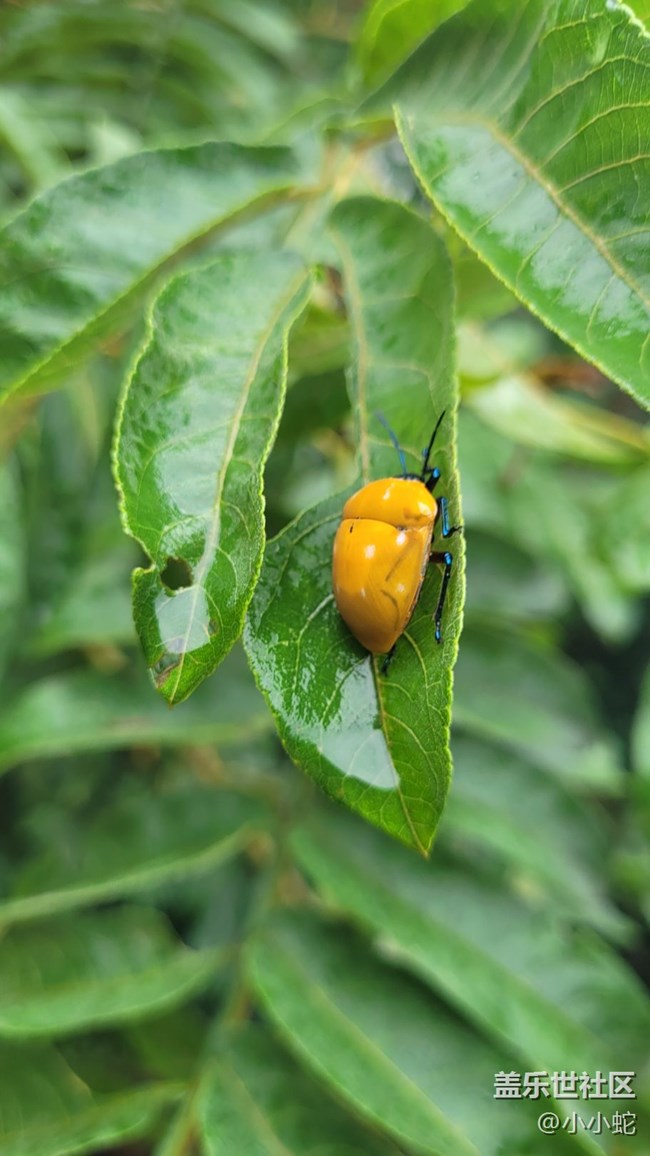 #微距下的小细节——甲虫