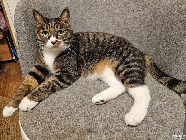 一盒猫