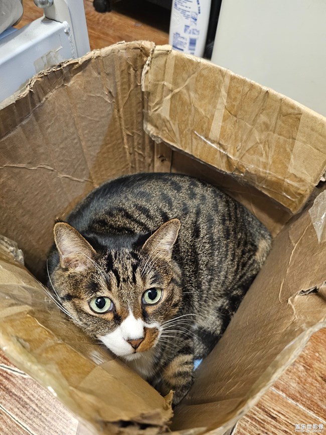 一盒猫