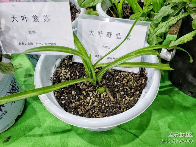 【环保小卫士】+可降解花盆