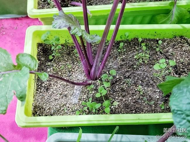 【环保小卫士】+可降解花盆