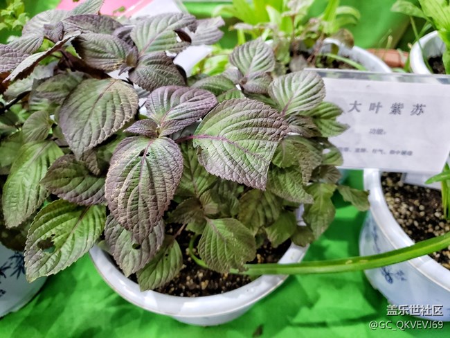 【环保小卫士】+可降解花盆