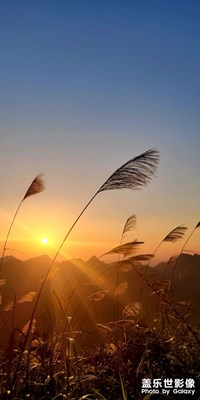 百鸟归林，夕阳正美