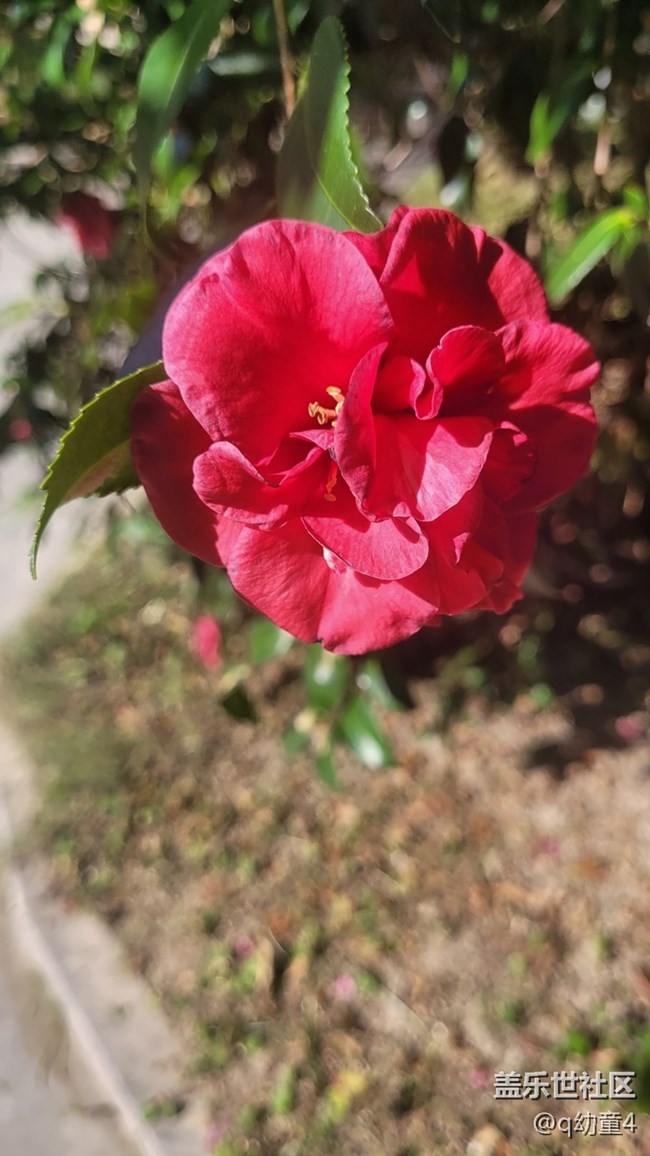 【抓住秋天的尾巴】山茶花