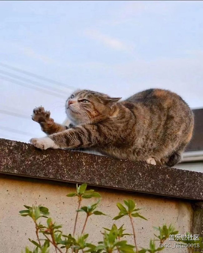 我和爱宠的故事  慵懒的猫