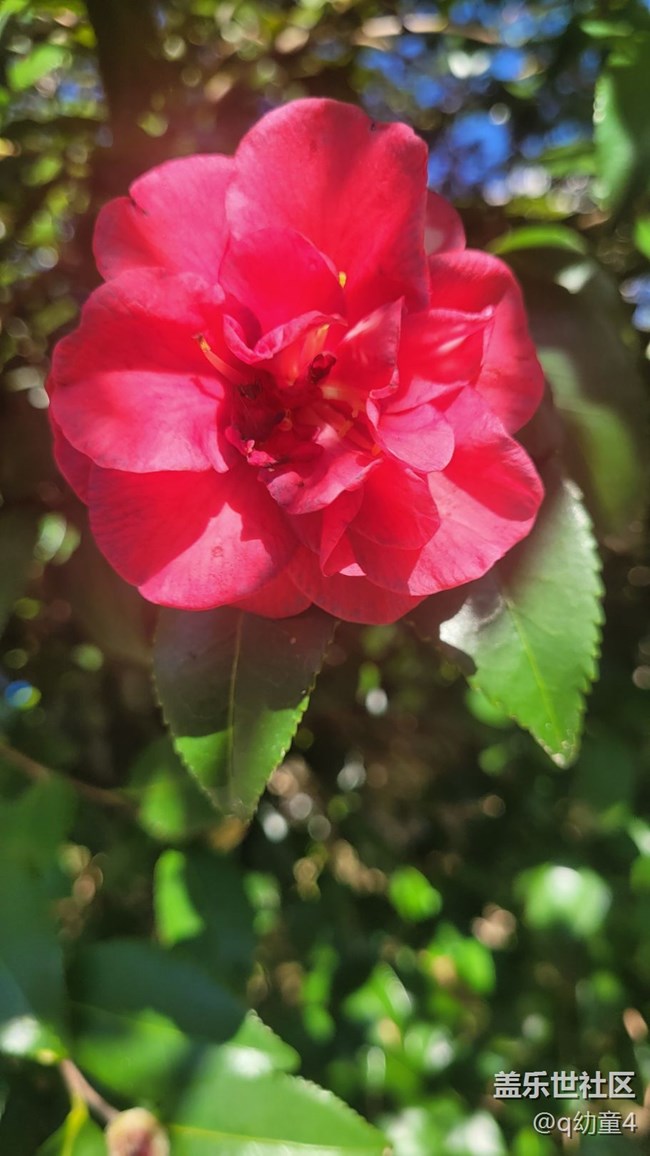 【抓住秋天的尾巴】山茶花