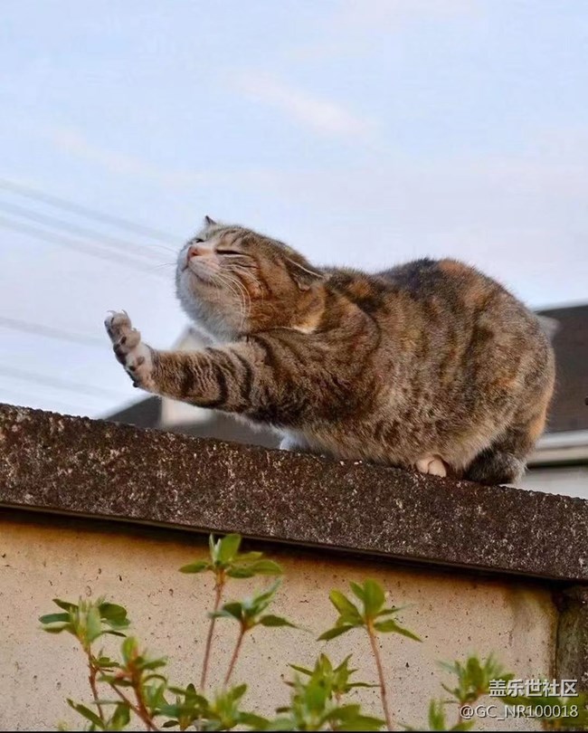 我和爱宠的故事  慵懒的猫