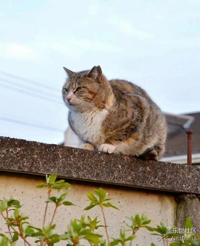 我和爱宠的故事  慵懒的猫