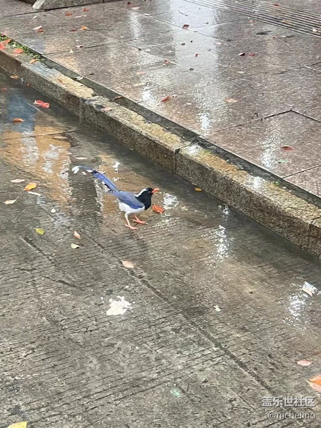 【秋日胜春朝】雨天随拍