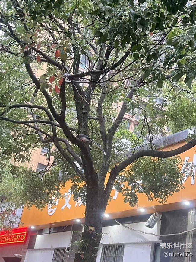 【秋日胜春朝】雨天随拍