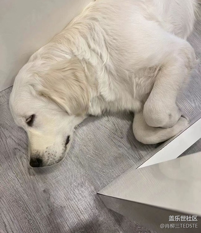 我和爱宠的故事   小小宝