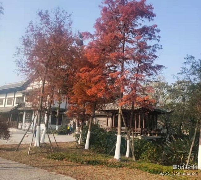 【秋日胜春朝】逛公园