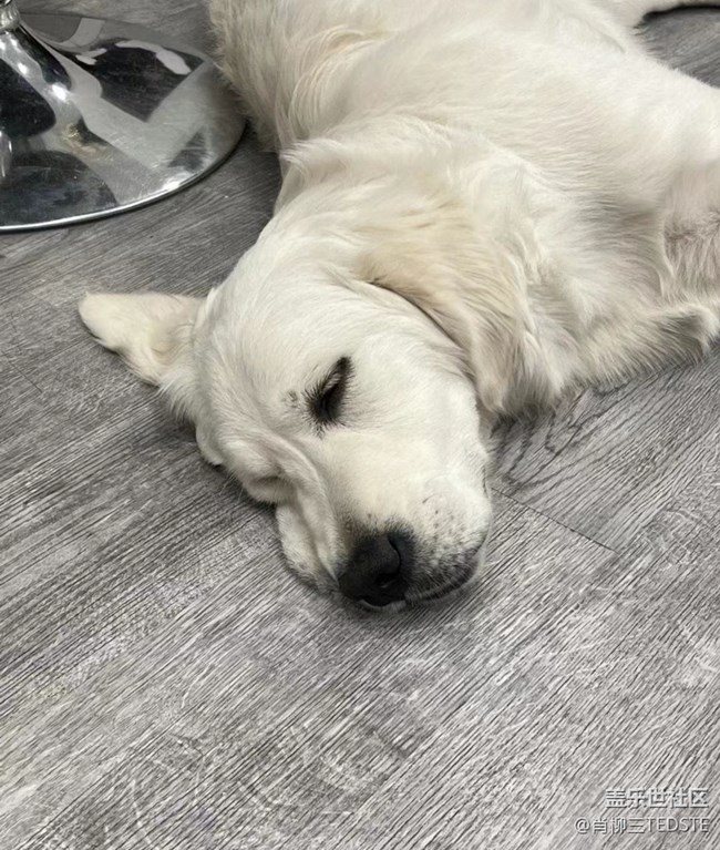 我和爱宠的故事   小小宝