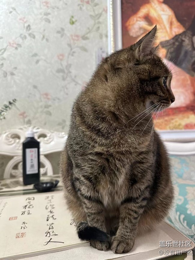 我和爱宠的故事       绊脚猫
