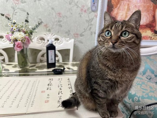 我和爱宠的故事       绊脚猫
