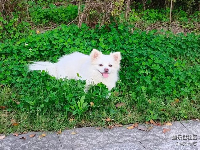 我和爱宠的故事  小可爱