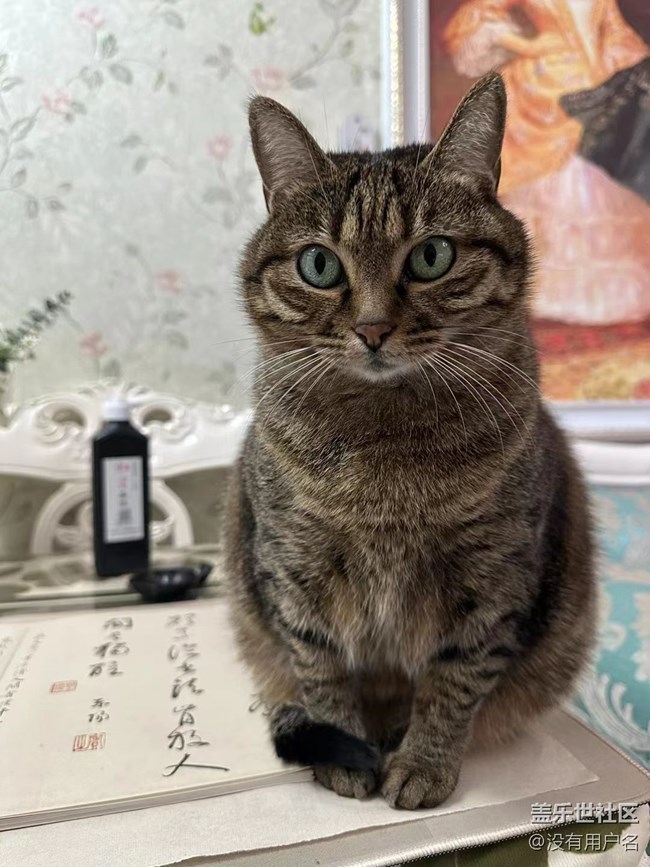 我和爱宠的故事       绊脚猫
