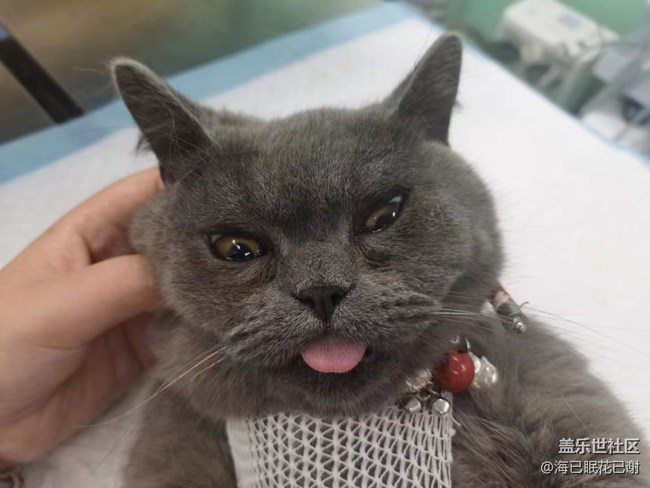 我和爱宠的故事   噶腰子